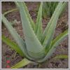 jugo de aloe vera