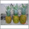 inmoriec gold pineapple